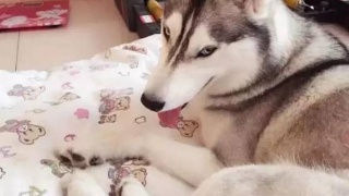 日本一农场疑似爆发禽流感病毒‘米兰官方网站’