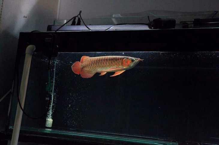 有情况？天使维拉蒂点赞内马尔【米兰官方网站】