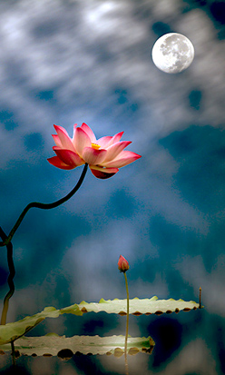 汇总2011部分地区畜禽标准化养殖补贴-milan米兰