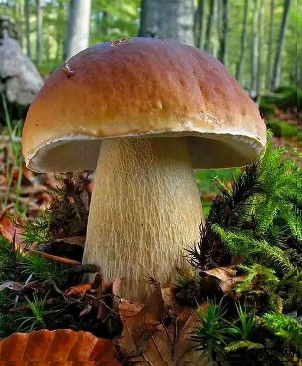 milan米兰app官网