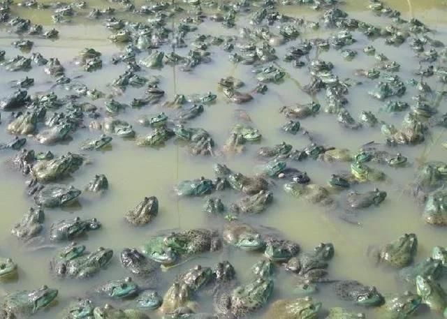 milan米兰app官网