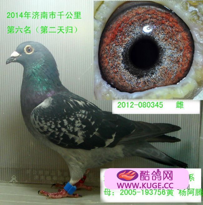 milan米兰app官网_索斯盖特：我无法让所有人满意